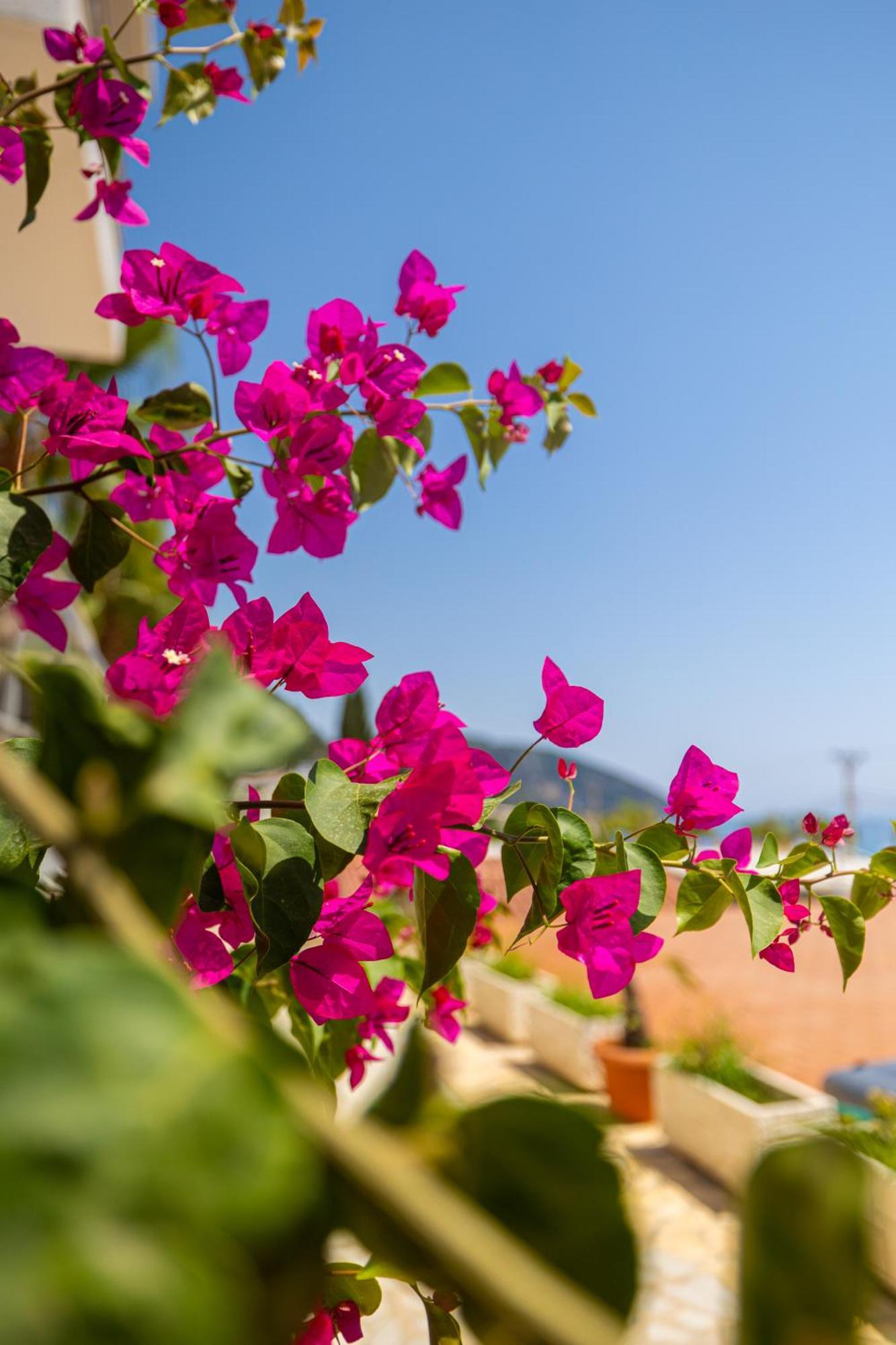 Royal Blue Hotel Dhermi Exterior photo